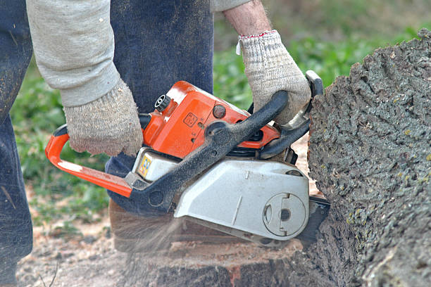 Best Leaf Removal  in Mill City, OR